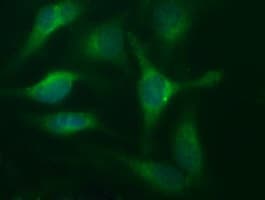 CD44 Antibody (clone OTI1G1)
