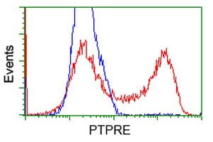 PTPRE / PTP Epsilon Antibody (clone OTI4G2)
