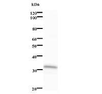 ID / ID1 Antibody (clone 2456C1a)