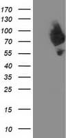 Dipeptidyl Peptidase 3 / DPP3 Antibody (clone OTI 2B12)