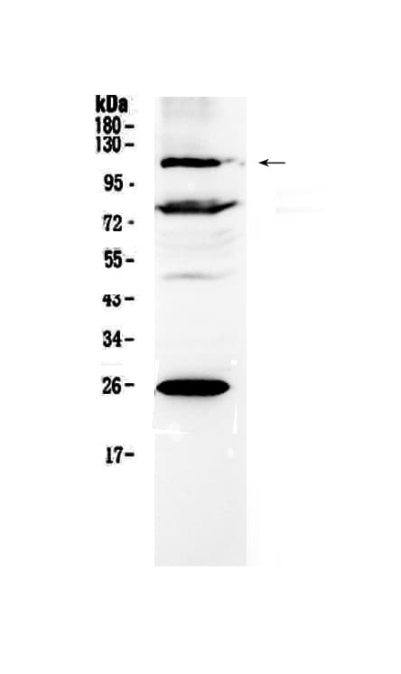 NFAT4 / NFATC3 Antibody
