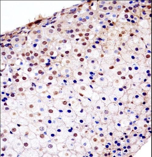 FGFR1 / FGF Receptor 1 Antibody (aa756-784)