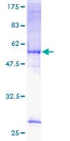 Human NAR / CPSF4 Protein (Recombinant GST)