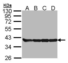 IHC-plus™ GAPDH Antibody