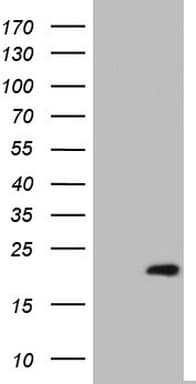 PTGES3 / p23 Antibody (clone OTI4C10)