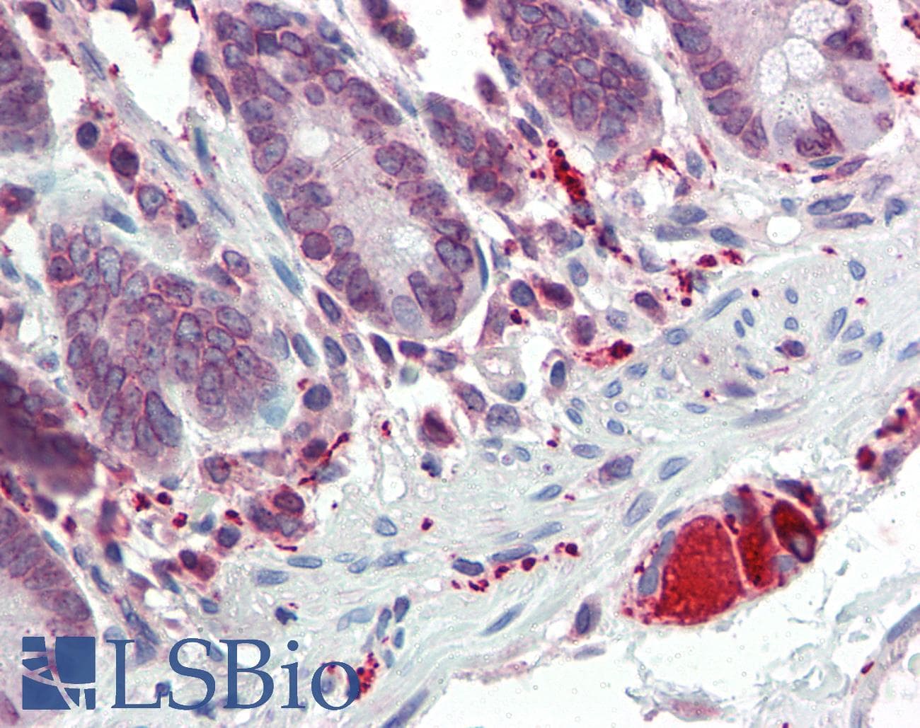 IHC-plus™ TLR7 / CD287 Antibody (aa706-728)