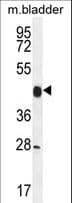 CCNY / Cyclin Y Antibody (aa140-169)