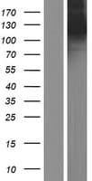 Human Kinesin 5A / KIF5A Protein (Over-Expression Lysate Myc-DDK (Flag))