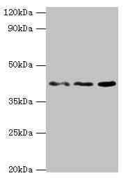MICA Antibody (aa24-307)