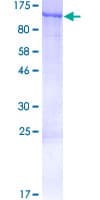 Human Carom / FCHSD2 Protein (Recombinant GST)