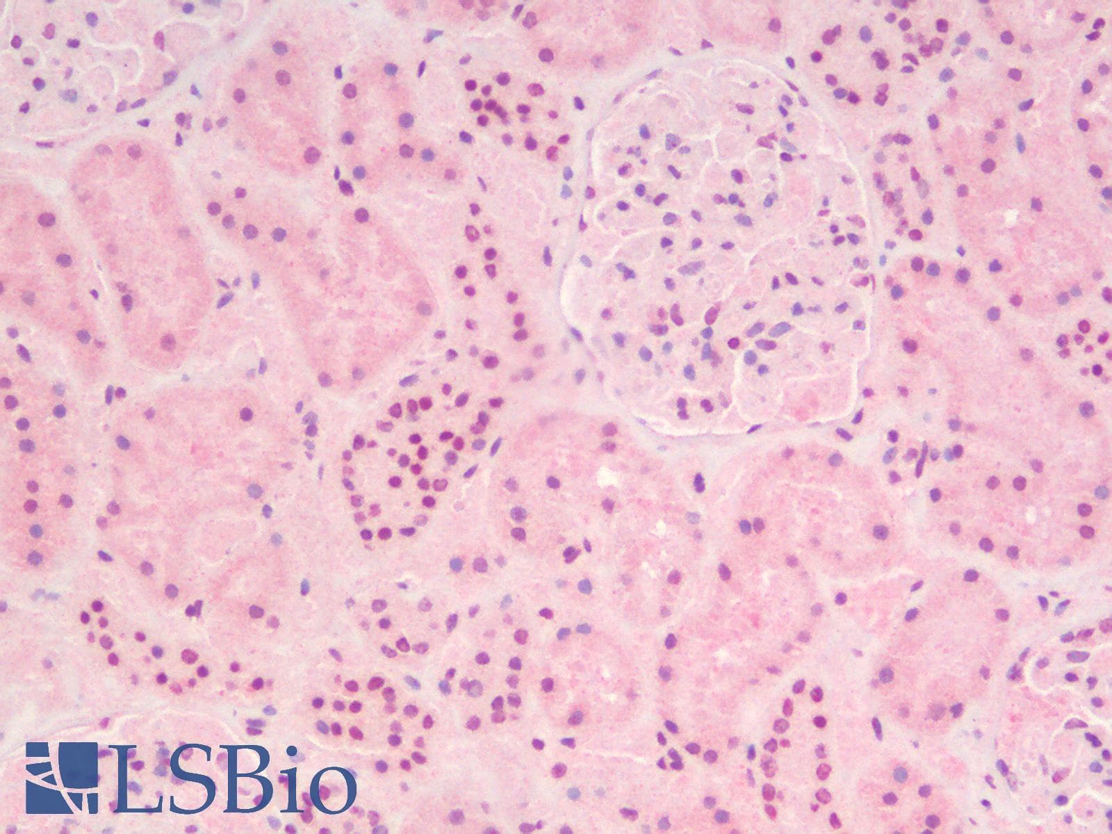 IHC-plus™ SOX2 Antibody