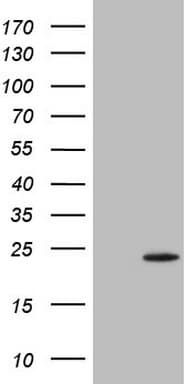 TWIST2 Antibody (clone OTI6G9, Carrier-free)