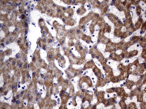 Monoclonal Mouse anti-Human OXSM / KS Antibody (clone OTI4E10, Carrier-free, aa78-343, IHC, WB)
