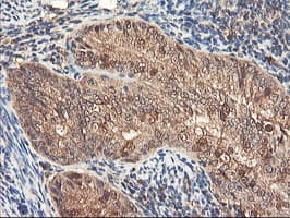 RNPEP Antibody (clone OTI3B5)