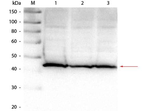 ALDOA / Aldolase A Antibody (Liquid)