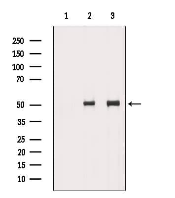 CCT4 / SRB Antibody