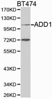 ADD1 / Adducin Alpha Antibody