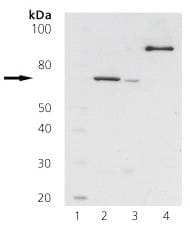 IHC-plus™ ZAP70 Antibody (clone 11H40)