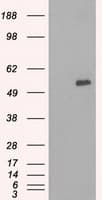 SLC7A8 / LAT2 Antibody (clone OTI8B12, Carrier-free)