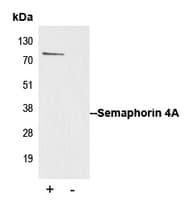 Polyclonal Rabbit anti-Human SEMA4A / Semaphorin 4A Antibody (Internal, IF, WB)