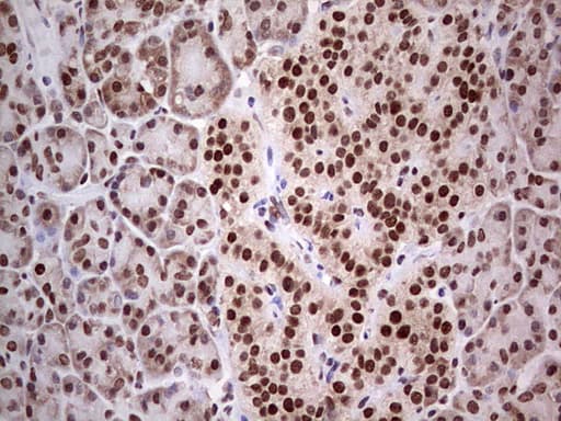 Monoclonal Mouse anti-Human C14orf166 Antibody (clone OTI4A3, IHC, WB)
