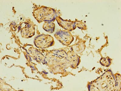 BTN3A1 / CD277 Antibody