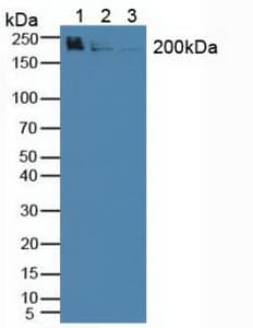 WNK1 Antibody (aa1954-2231, APC)