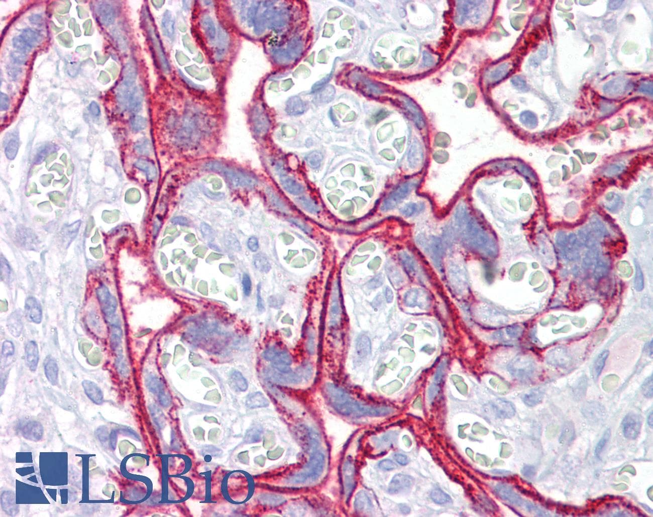 IHC-plus™ Monoclonal Mouse anti-Human CD46 Antibody (clone 3F1, IHC, WB)