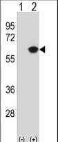 Polyclonal Rabbit anti-Human NAP1L1 Antibody (aa1-30, WB)