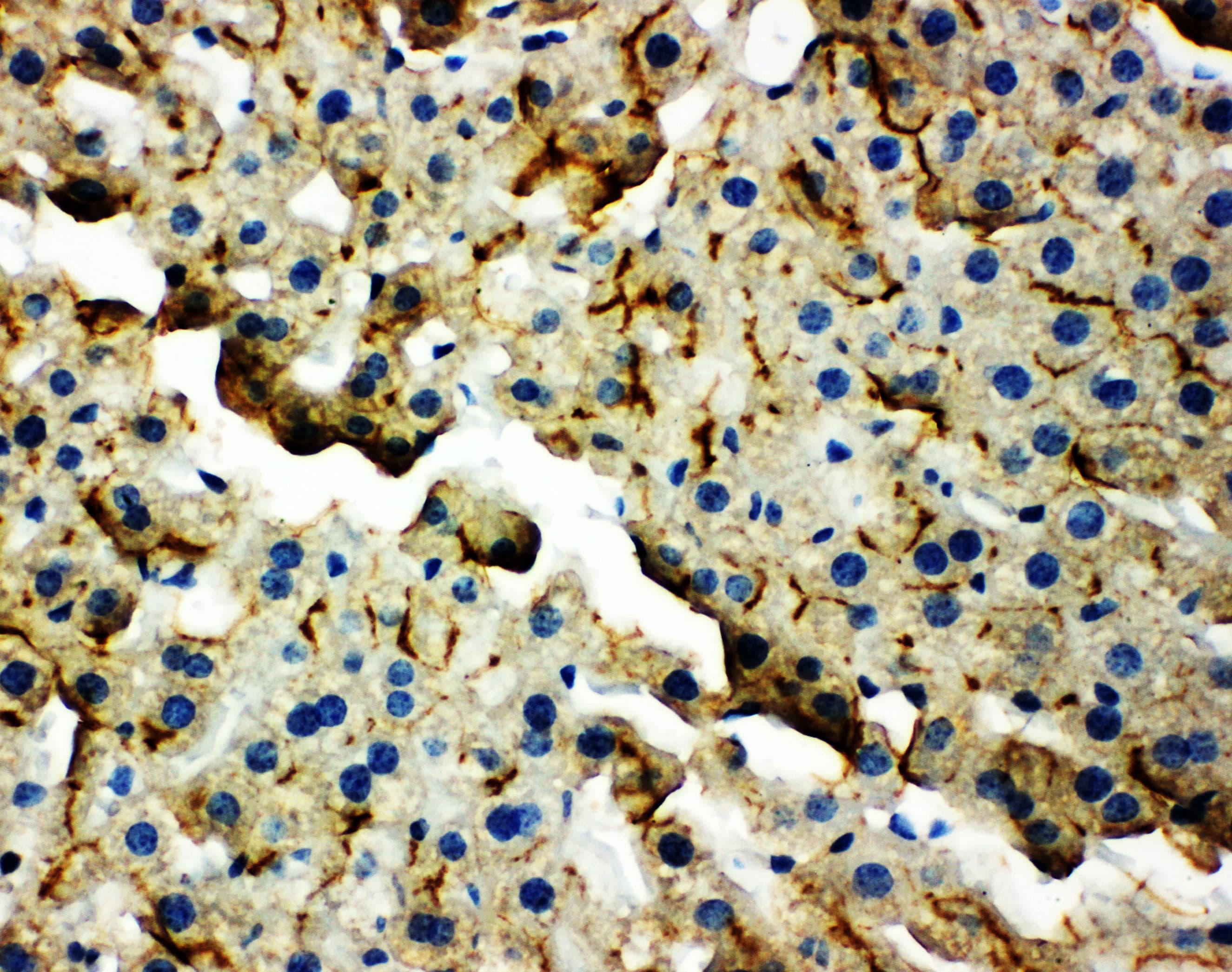 TJP2 / ZO2 / ZO-2 Antibody (aa1149-1167)