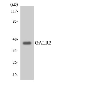 Polyclonal Rabbit anti-Human GALR2 / Galanin Receptor 2 Antibody (aa189-238, WB)