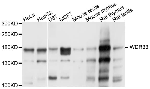WDR33 Antibody