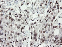 TLE1 / TLE 1 Antibody (clone OTI1D6)