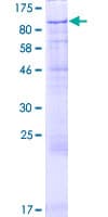 Human GFM2 Protein (Recombinant GST)