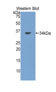CD157 Antibody (aa41-300)
