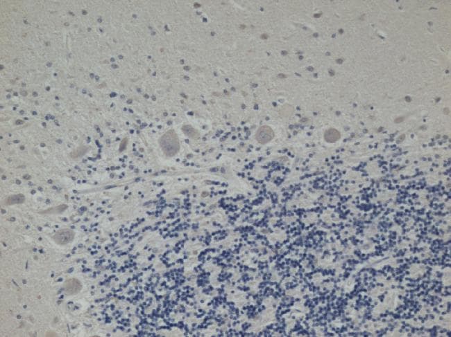 Monoclonal Mouse anti-Human DECR1 Antibody (clone 8B1AD10, IHC, IF)
