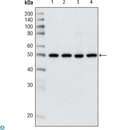 HDAC3 Antibody