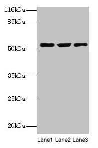 CRNN / Cornulin Antibody