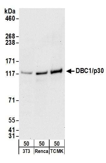 PHAX Antibody (aa344-394)