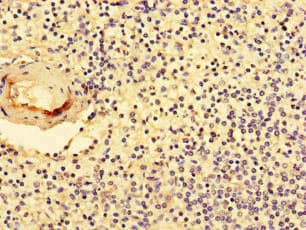 NR1D1 Antibody
