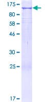 Human UNC45A Protein (Recombinant GST)