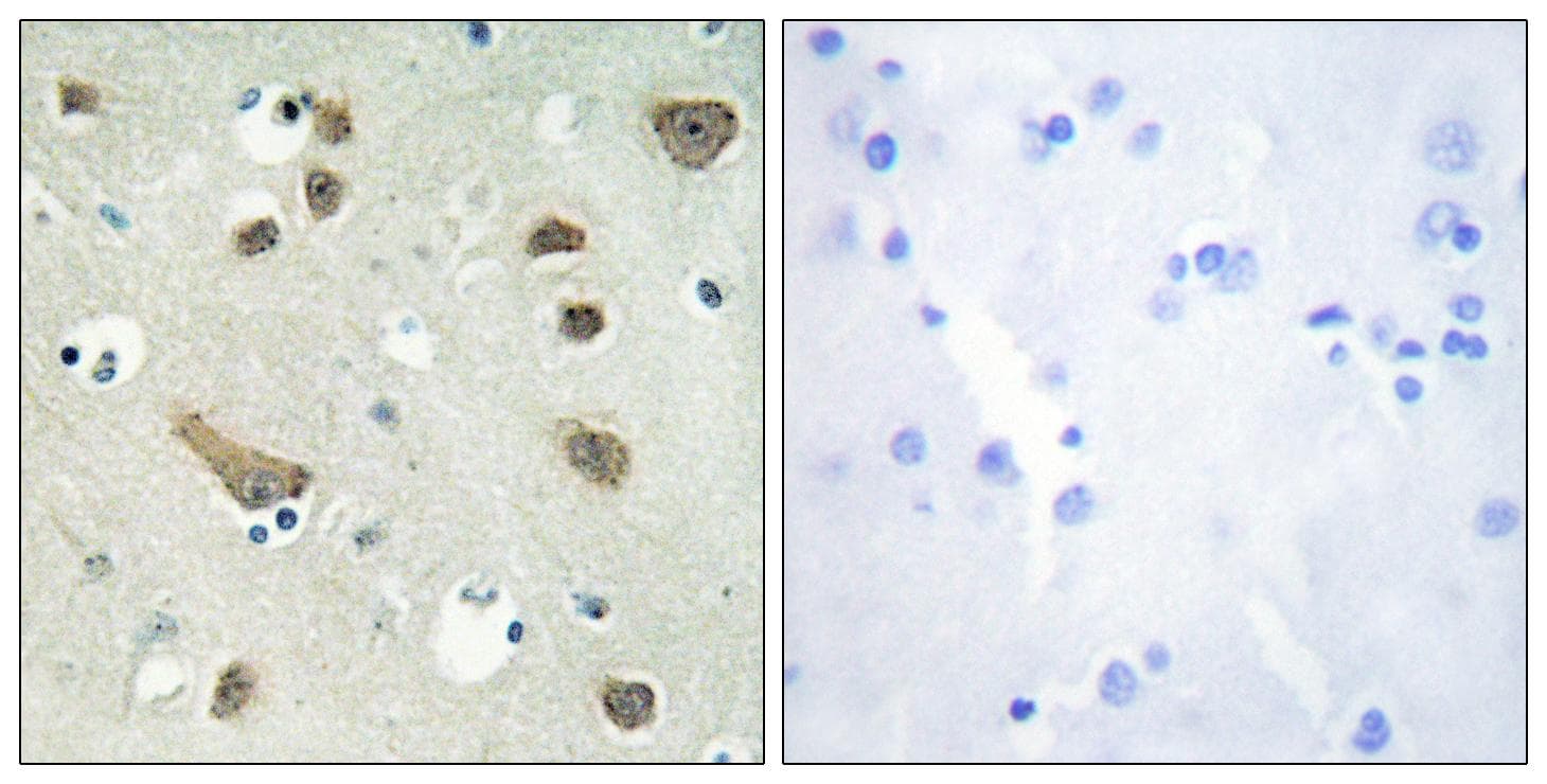 YWHAG / 14-3-3 Gamma Antibody
