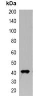 Myc Tag Antibody (HRP)