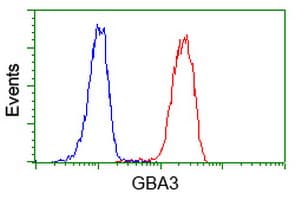 GBA3 / CBG Antibody (clone OTI1F1)