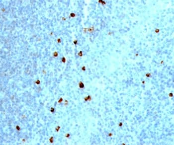 IgM Heavy Chain Antibody (clone IM373, Ready-to-Use)