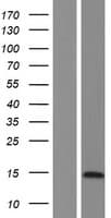 LYRM7 Protein (Over-Expression Lysate Myc-DDK (Flag))
