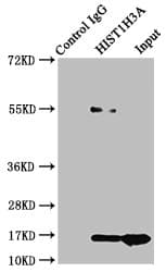 HIST1H3A Antibody