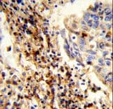 CFAP47 Antibody (aa628-657)
