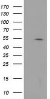 HDAC1 Antibody (clone OTI5F9)