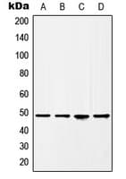 HAT1 Antibody (C-Terminus)